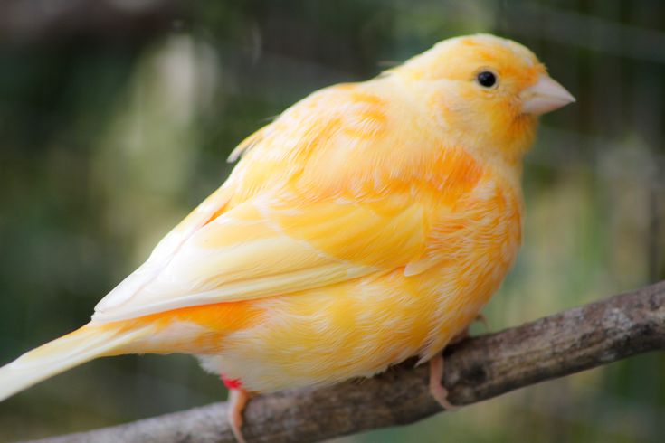 fancy canary for sale fancy canary for sale