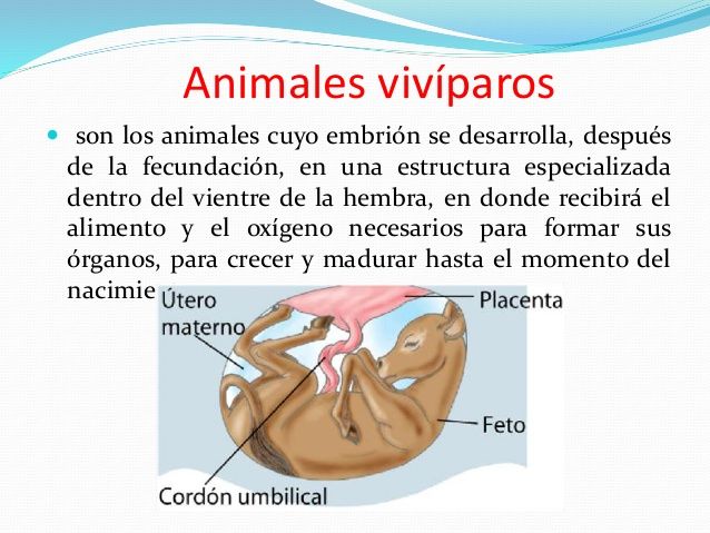 Resultado De Imagen Para Desarrollo Embrionario En Los Animales Oviparos Animales Oviparos Animales Viviparos Ciclo Celular