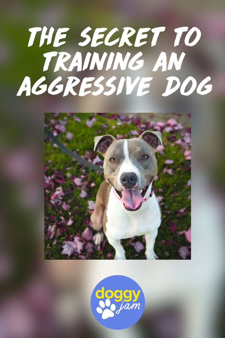 The Secret Of How To Train A Dominant And Aggressive Dog