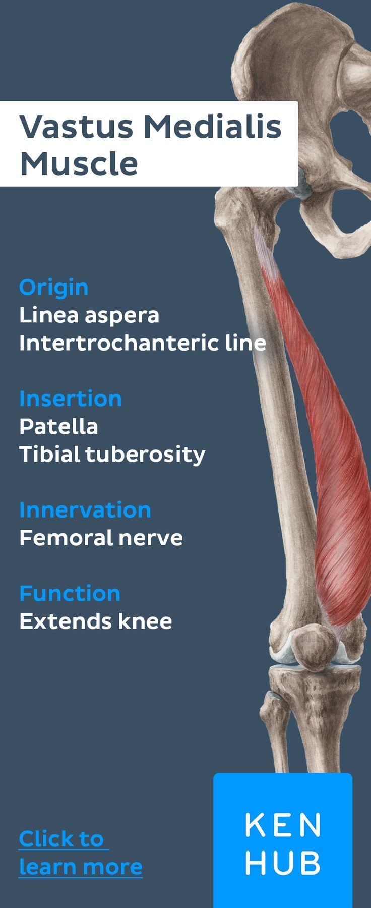 Quadriceps femoris muscle | Quadriceps femoris, Muscle anatomy, Medical