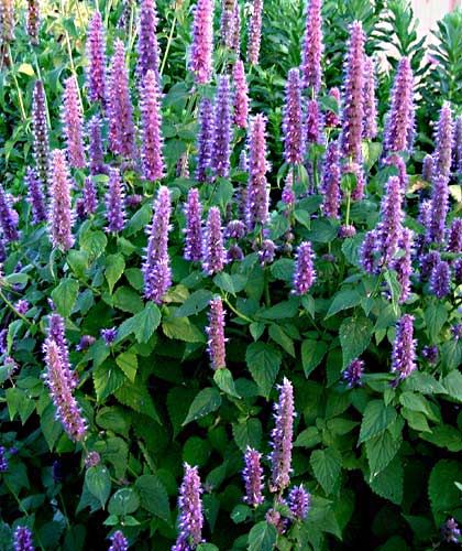 14 Best Agastaches Images On Pinterest Agastache Rugosa Purple Giant Mint Korean