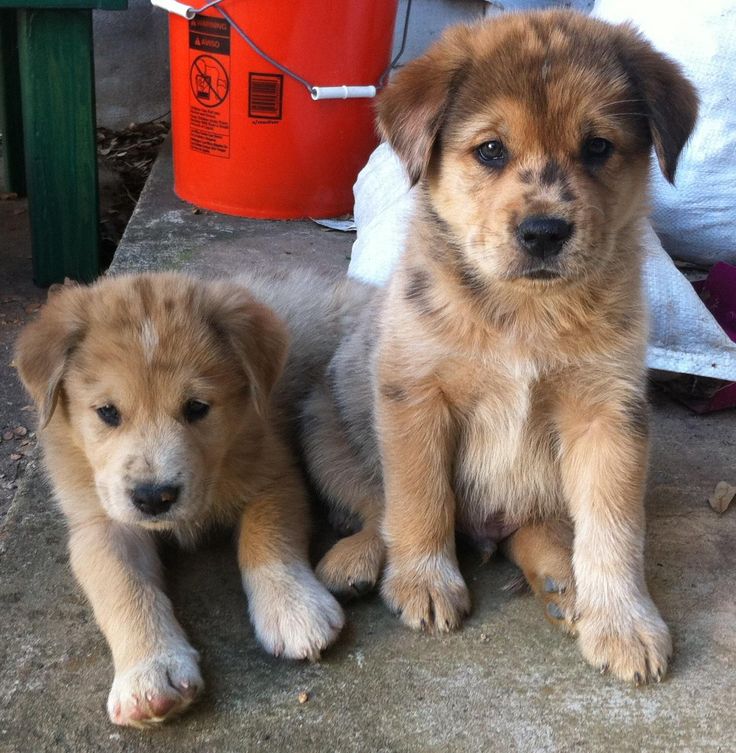 husky x golden retriever best 25 golden husky ideas on golden husky husky x golden retriever best 25 golden husky ideas on golden husky