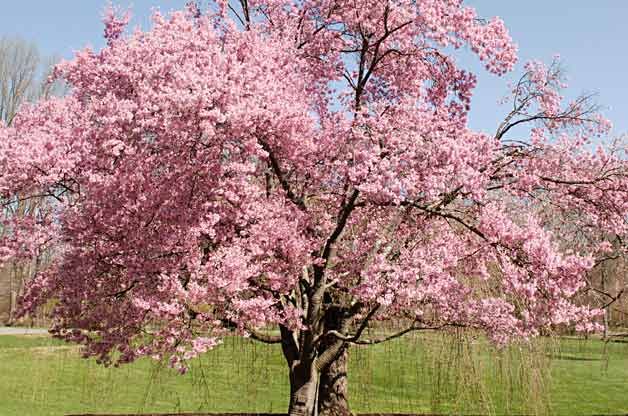 cherry blossom tree zone 5 25 b 228 sta pink flowering trees id 233 erna p 229 tr 228 dg 229 rdsdesign framsida och id 233 er cherry blossom tree zone 5 25 b 228 sta pink flowering trees id 233 erna p 229 tr 228 dg 229 rdsdesign framsida och id 233 er