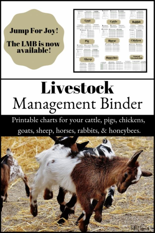 Feeding Cows On A Micro Dairy Mother Earth News Goat Farming Cow Miniature Cow Breeds