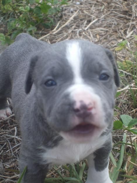 pit puppies for sale best 10 pitbull puppies ideas on pitbulls rescue puppies and pit puppies for sale best 10 pitbull puppies ideas on pitbulls rescue puppies and