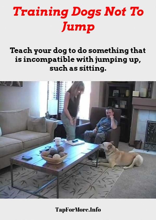 Stop Dog Jumping And Teach Dog To Fetch Check The Image For Lots
