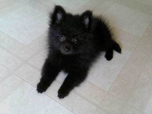 pom pom pomeranian best 25 pom ideas on pomeranians pomeranian puppy and pomeranian pom pom pomeranian best 25 pom ideas on pomeranians pomeranian puppy and pomeranian