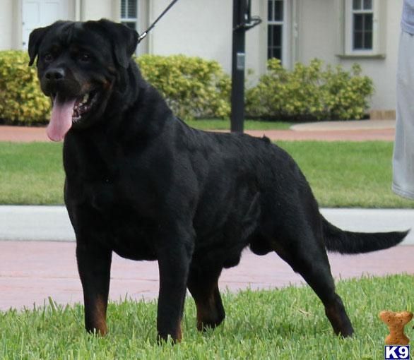 all black german rottweiler