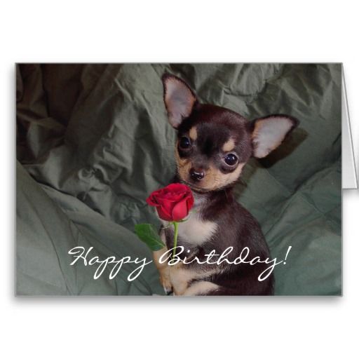Happy Birthday to my grandpuppy Miss Teenie Tiny who is five years young today and in human years you would be 35.