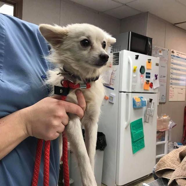 Pin On Pet Insurance Products