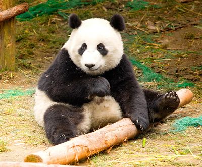 Top 100 favorite animals