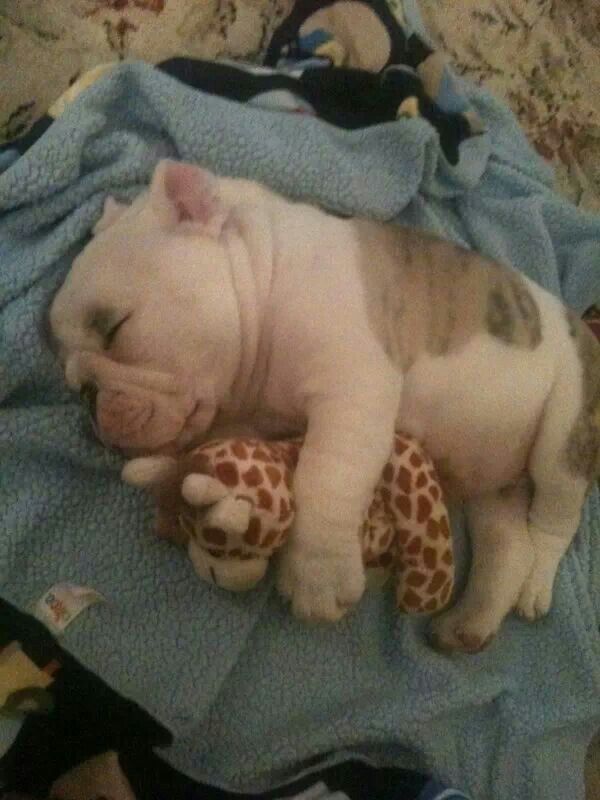 Precious English Bulldog Puppy Cute Animals Sleeping Puppies
