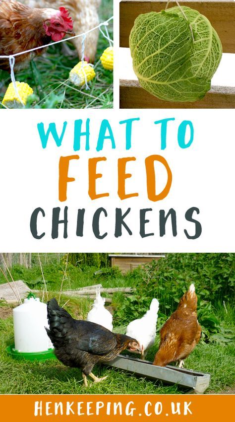 what to feed hens for better eggs what to feed hens for better eggs