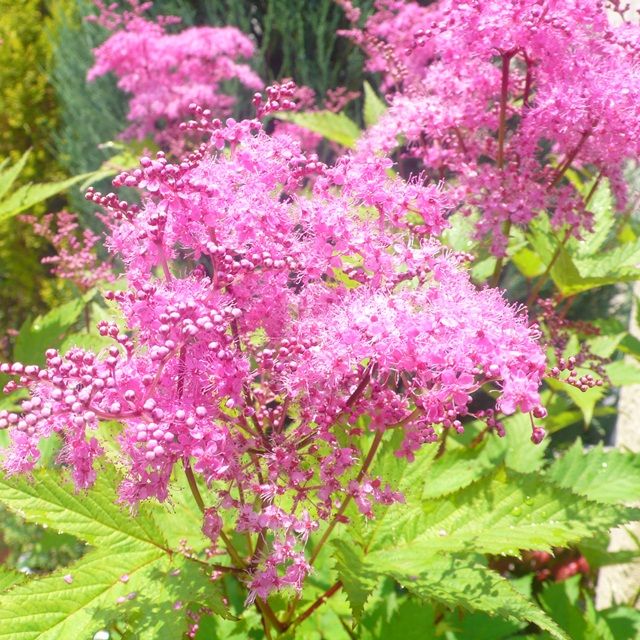 楽天市場 シモツケ属 キョウカノコ 京鹿の子 赤花3号ポット 産直花だん屋 赤 花 花 名前 鉢植え 楽天市場 シモツケ属 キョウカノコ 京鹿の子 赤花3号ポット 産直花だん屋 赤 花 花 名前 鉢植え