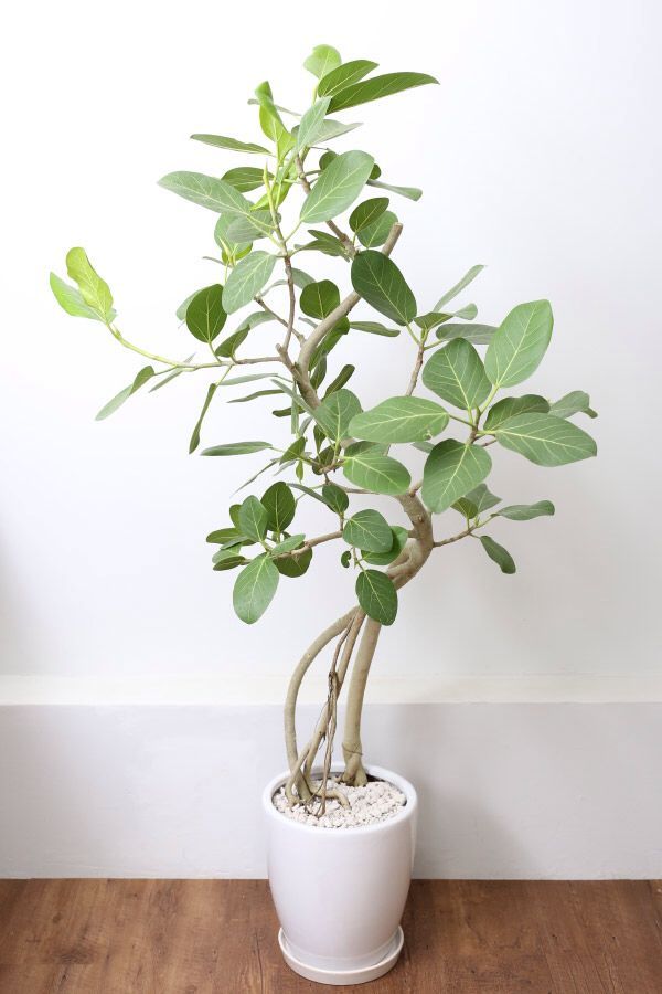 Audrey Ficus ` Audrey Ficus | Plant decor indoor, Inside ...
