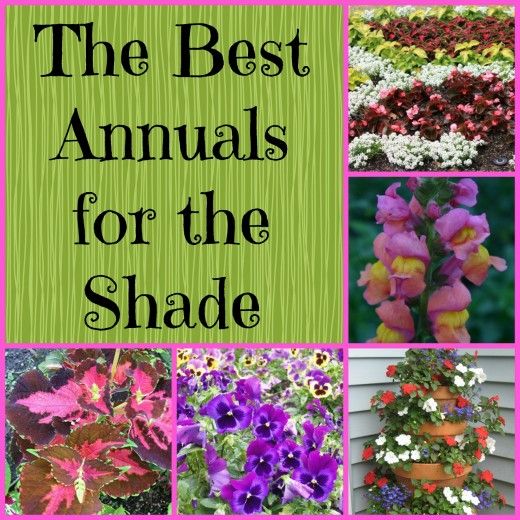 Best 25 Shade Flowers Ideas On Pinterest Plants Gardening In The Shade Annual Plants For Shady Areas
