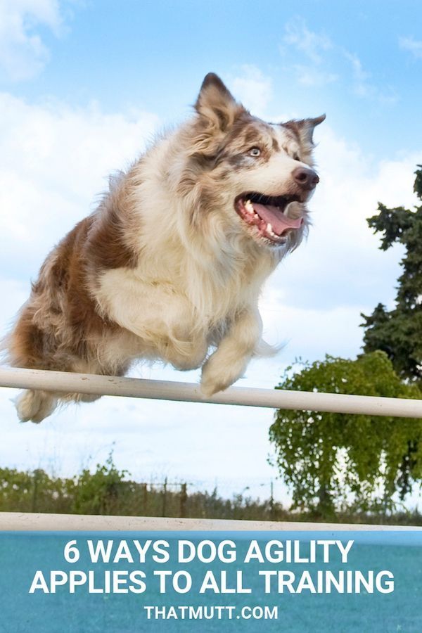 Dog Agility Training 6 Ways Dog Agility Applies To All Dog