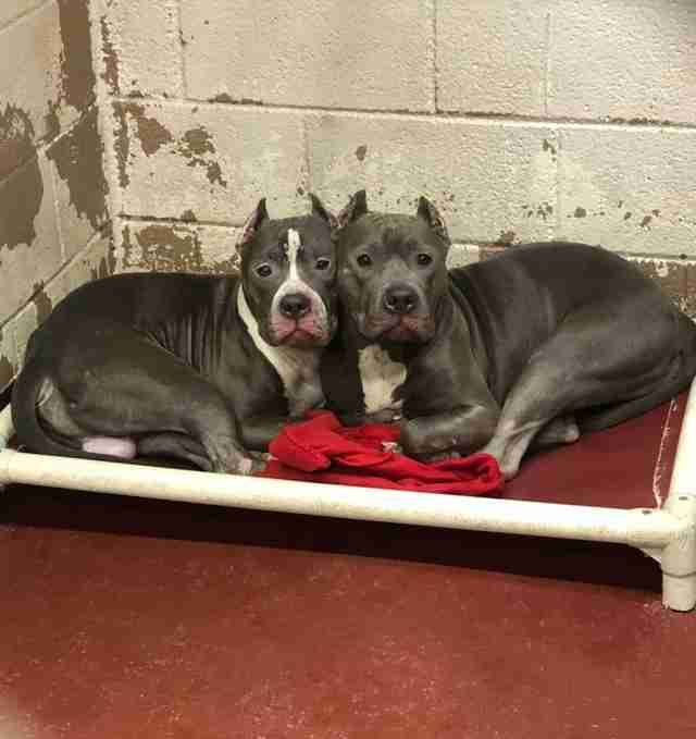 Shelter Overflowing With Dogs Has No Space Left Animals Animal