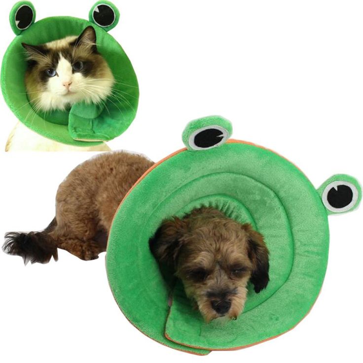 Where Can I Buy A Dog Cone Collar Where Can I Buy A Dog Cone Collar