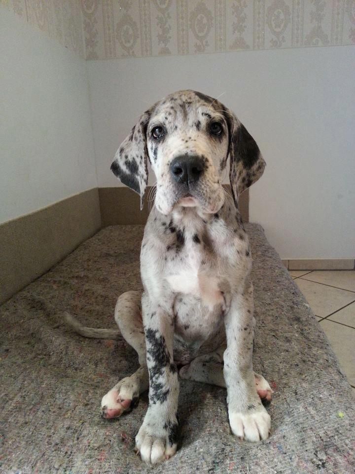great dane puppies maine best 25 great danes ideas on great dane puppies big dogs and gentle great dane puppies maine best 25 great danes ideas on great dane puppies big dogs and gentle