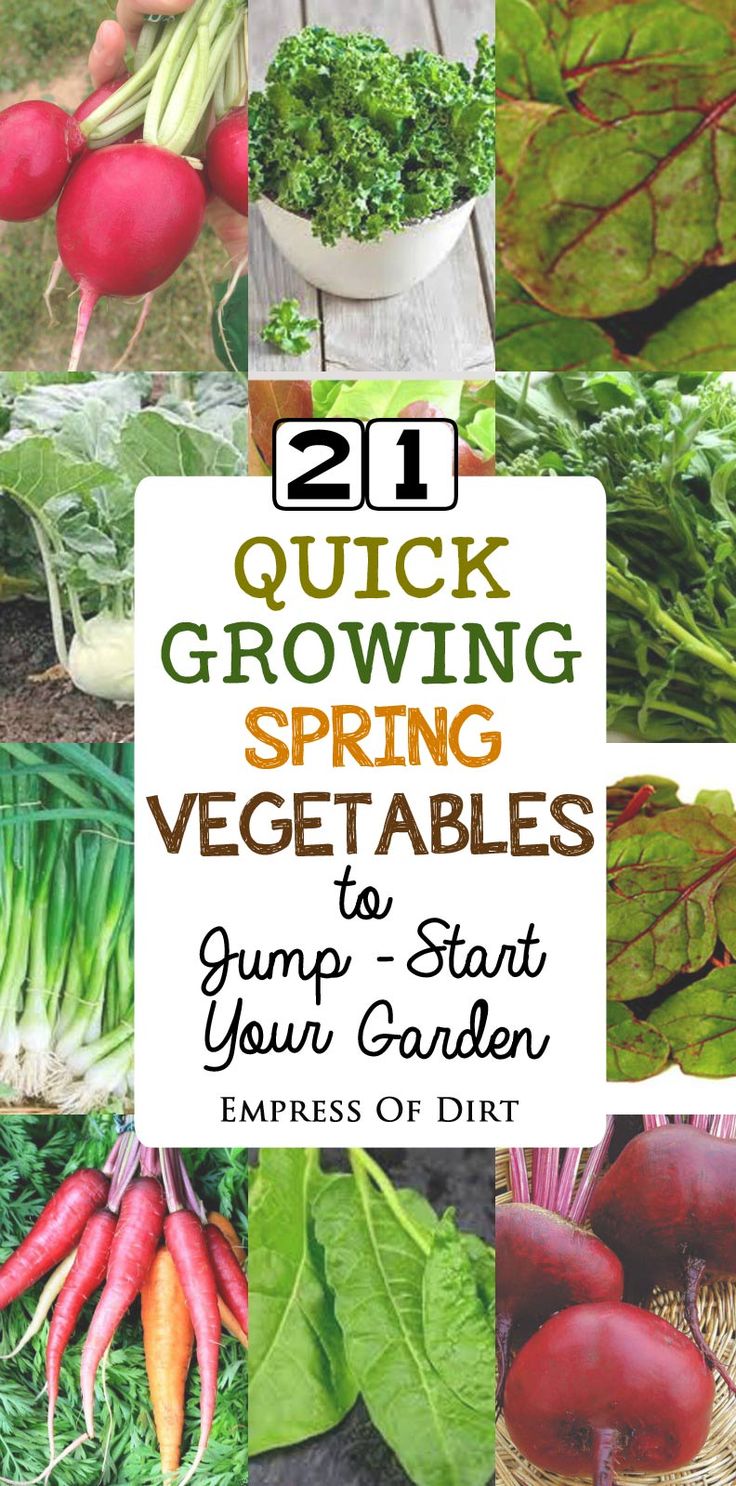 Vegetable Garden Ideas For Spring best 25+ spring vegetable garden ideas on pinterest | organic Vegetable Garden Ideas For Spring best 25+ spring vegetable garden ideas on pinterest | organic