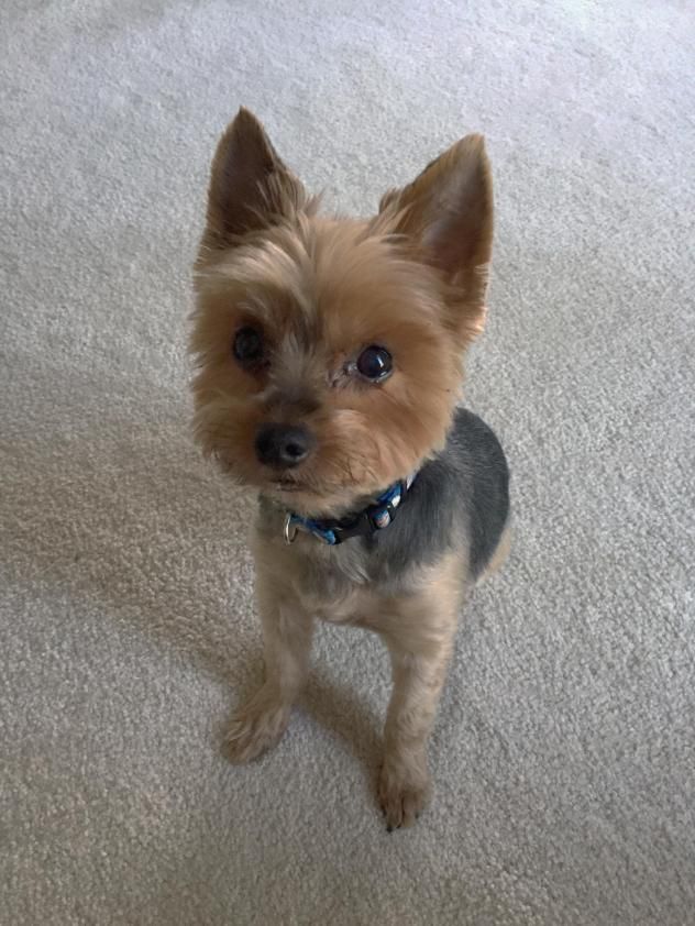 average lifespan of yorkie poo best 25 yorkie haircuts ideas on yorkie cuts york poo and yorkie cut average lifespan of yorkie poo best 25 yorkie haircuts ideas on yorkie cuts york poo and yorkie cut
