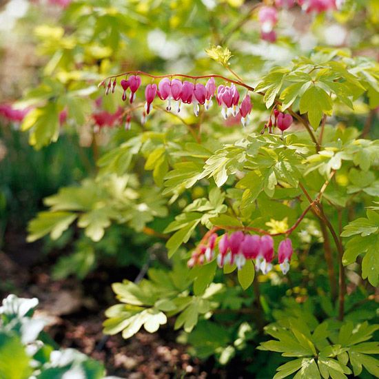 Our Favorite Shade Garden Perennials Gorgeous Plants Our Favorite Shade Garden Perennials Gorgeous Plants Pinterest Best And