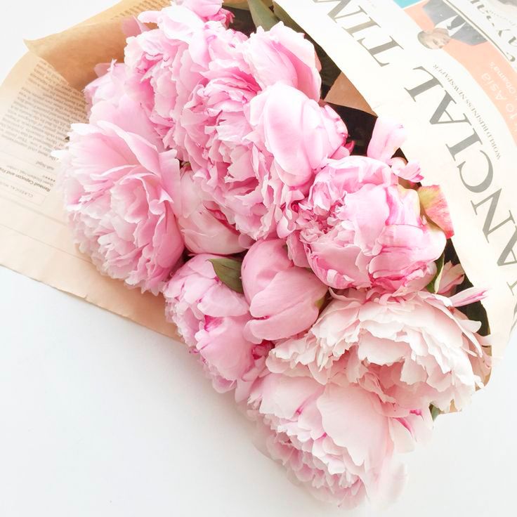 Good morning beautiful brown ale : Best les fleurs images on pinterest pretty flowers