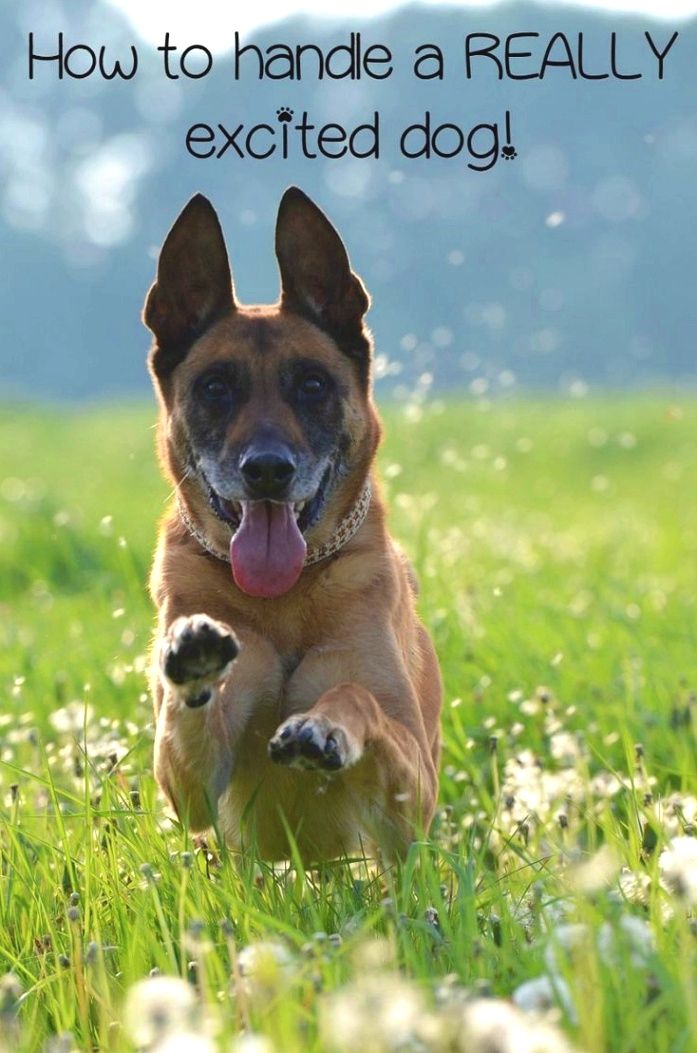 3 Simple Dog Training Tips That Will Change Your Dogs In No Time