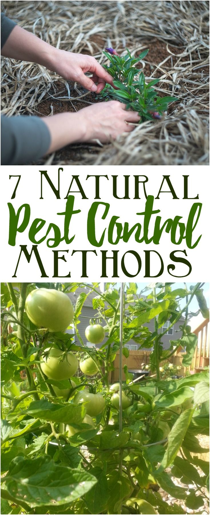 Safe And Effective Ways Of Natural Pest Control In 2020 Natural Pest Control Pests Pest Control