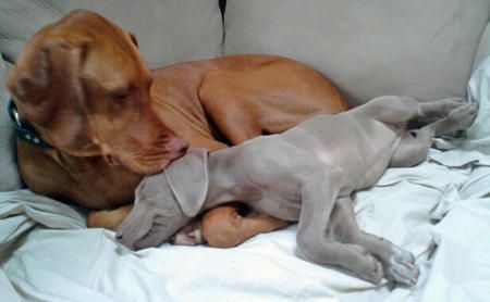 Best Beds For Vizslas Best Beds For Vizslas