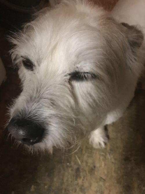 Adopt Snoopy On Terrier Rescue Terrier Dogs Pet Search