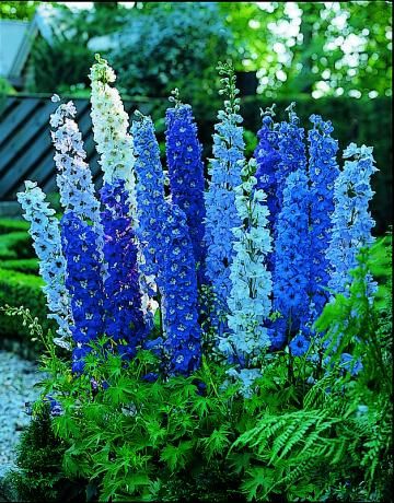 blue purple flower