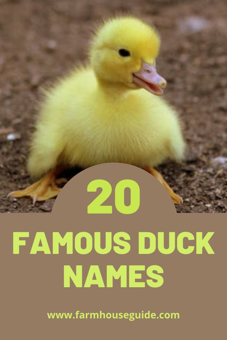20 FAMOUS DUCK NAMES Pet ducks, Cute chicken names, Cute pet names
