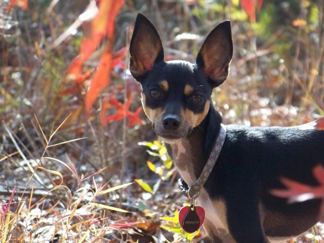 Tuxedo Rat Terrier Tuxedo Rat Terrier
