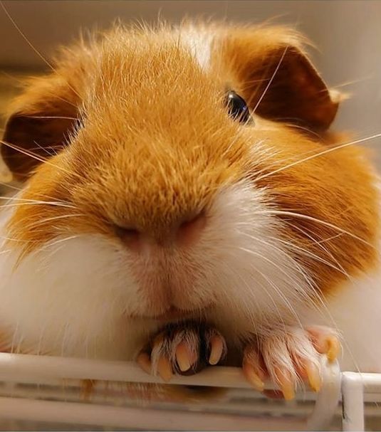 Pin on Novice tutorial on raising guinea pigs
