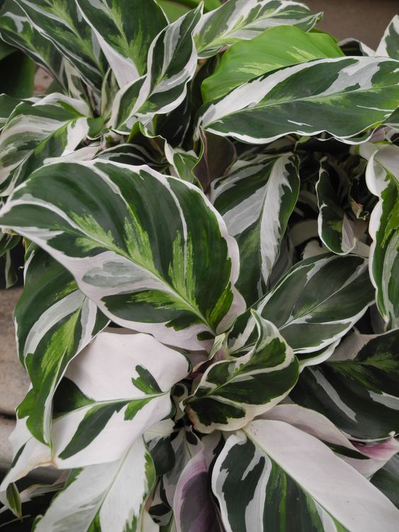 White Flowering House Plants 147 best unusual plants images on pinterest | unusual plants White Flowering House Plants 147 best unusual plants images on pinterest | unusual plants