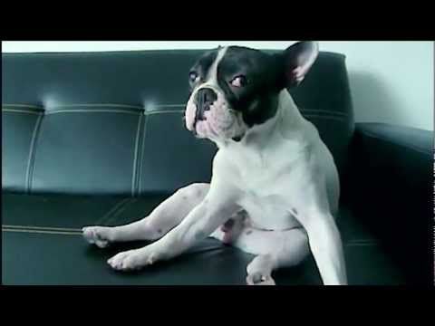 Pro Plan Westminster Dog Show Contest Pro Plan Westminster Dog Show Contest