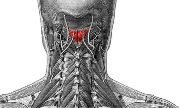M Rectus Capitis Posterior Minor Kas Sirt Kaslari M Rectus Capitis Posterior Minor Kas Sirt Kaslari