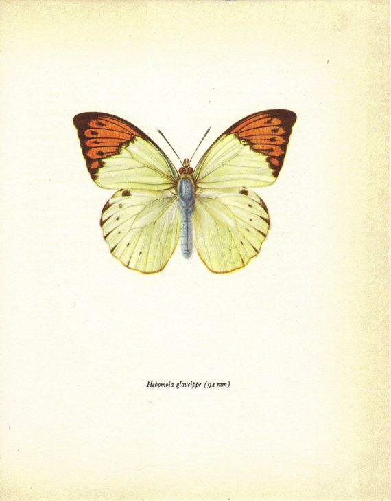 Butterfly Natural History Butterfly Natural History