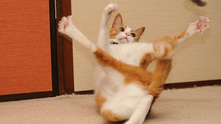 Moment Of Meow Goofy Cats Cats Animals Cat Love