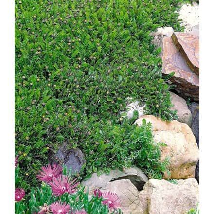 9 best Projekt Schachbrettweg images on Pinterest Ground cover - gartenpflanzen winterhart immergrun 9 best Projekt Schachbrettweg images on Pinterest Ground cover - gartenpflanzen winterhart immergrun