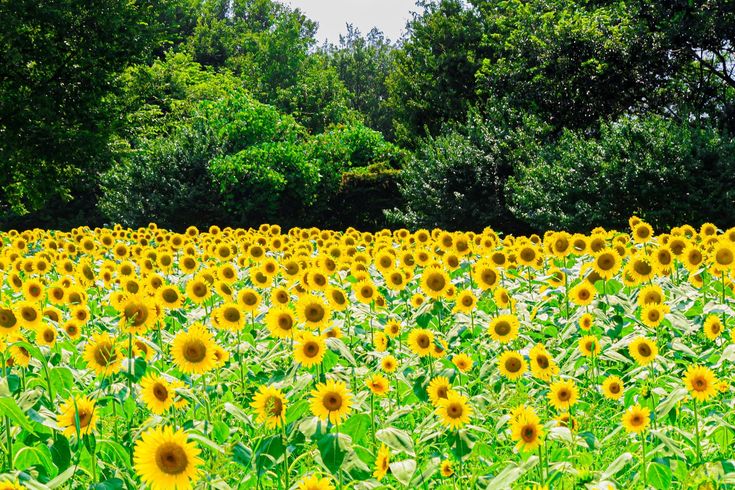 Sunflower Field Taken At Showa Kinen Park Tokyo Japan Summer In Japan Natural Scenery Sunflower Fields Sunflower Field Taken At Showa Kinen Park Tokyo Japan Summer In Japan Natural Scenery Sunflower Fields