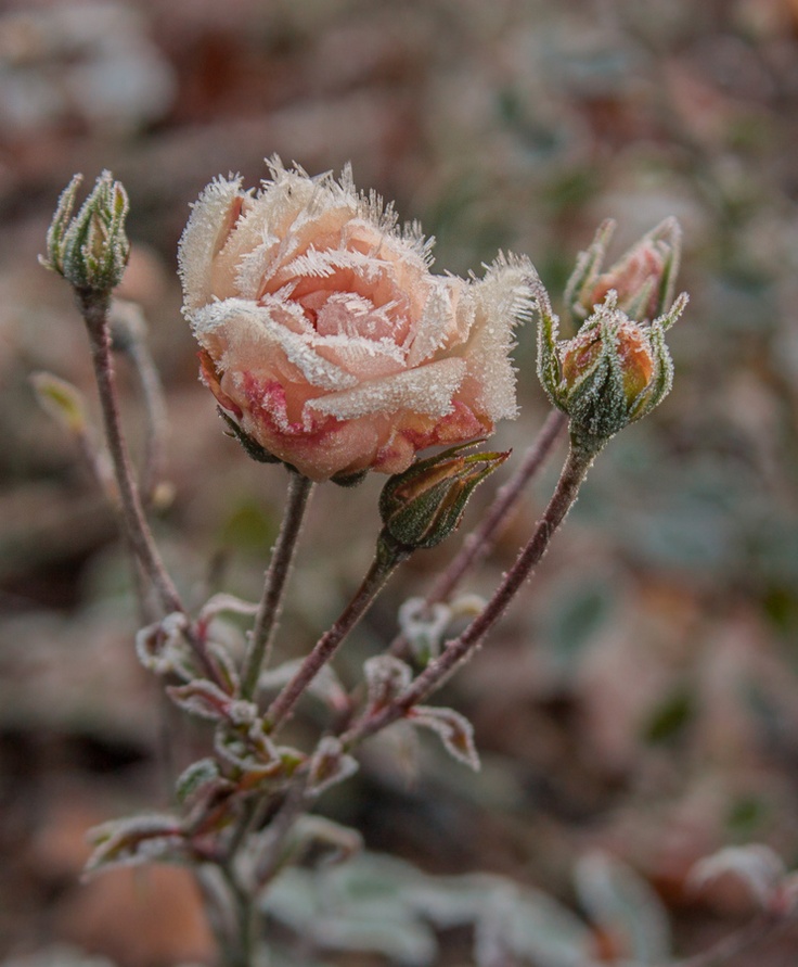 winter rose mckillip winter rose mckillip