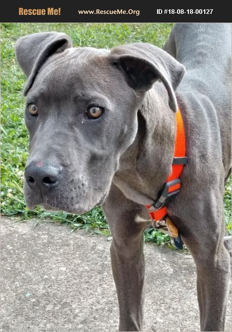 Great Danes Urgent May Be Euthanized Very Soon And Needs A