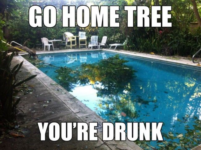 215 best go home you're drunk images on pinterest funny shit 904b884900a8a43d2c8c80cc6f45e2b4 humor memes funny memes 215 best go home you're drunk images on pinterest funny shit,Go Home Bessie You Re Drunk Meme