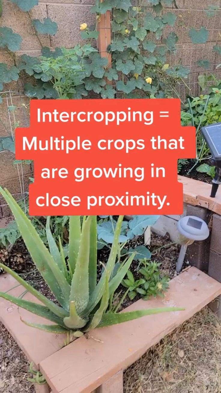 Pin On Gardening carbon-offset-clearias