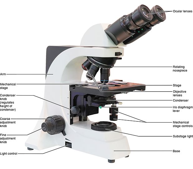 essential anatomy labs pearson essential anatomy labs pearson