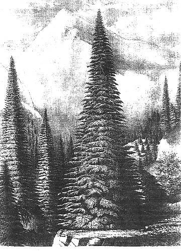 Window To The Wilderness Geroge Lawson Lithographonce Saw A Lovely Dark Window To The Wilderness Geroge Lawson Lithographonce Saw A Lovely Dark