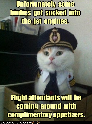 S Cartoon Cats Jets S Cartoon Cats Jets